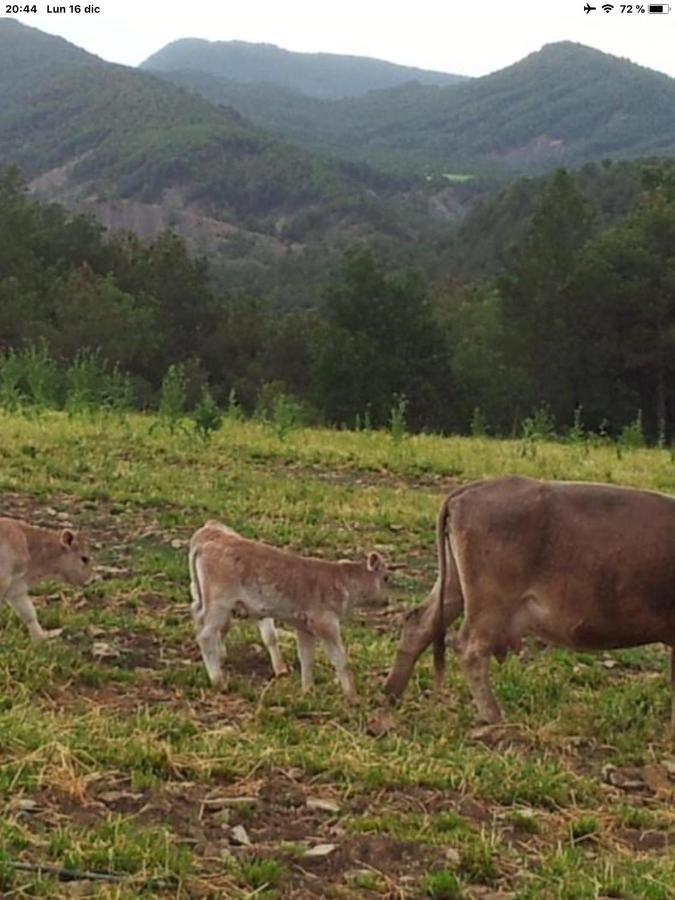 Ferienwohnung Preciosas Vistas A La Montana, Luminoso Y Acogedor El Pueyo de Araguás Exterior foto